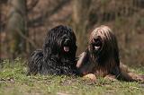 BRIARD 066